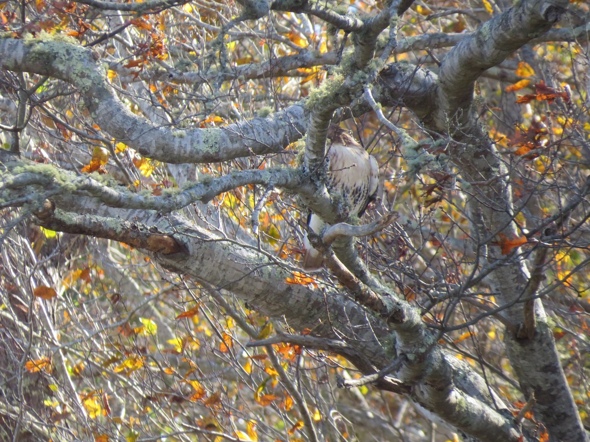 Busardo Colirrojo - ML644463825