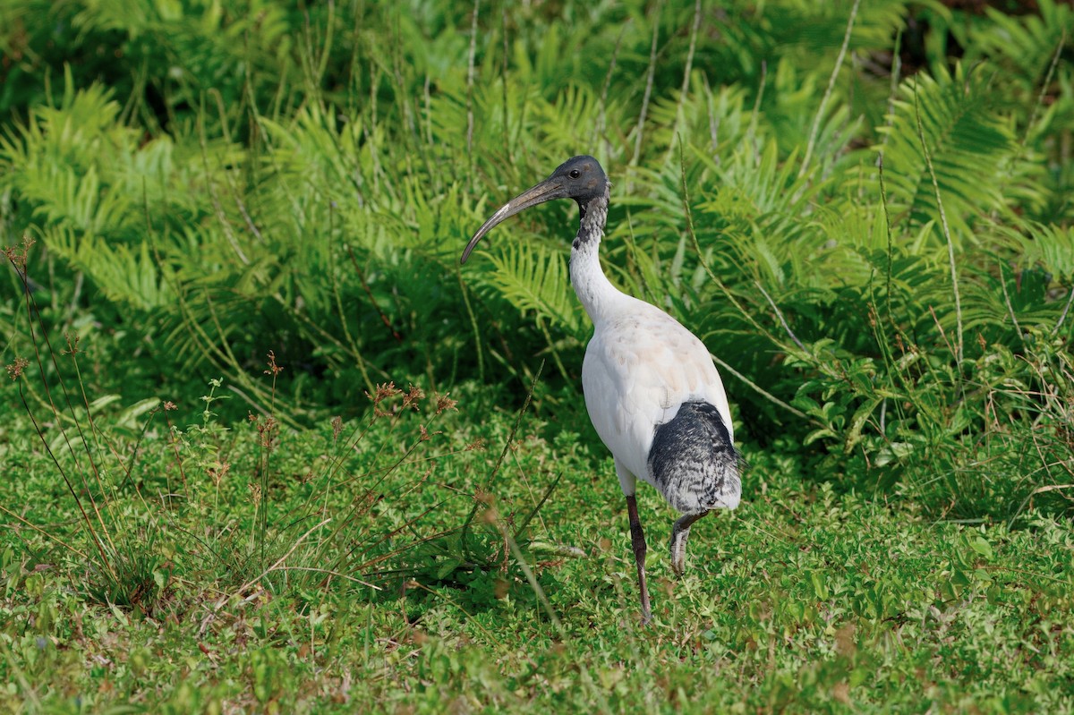 Australian Ibis - ML644463828