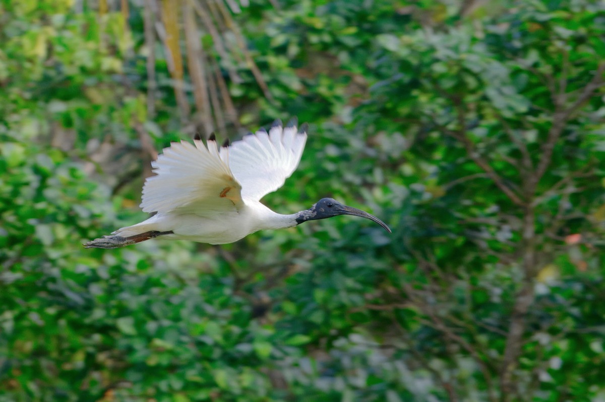 Australian Ibis - ML644463829