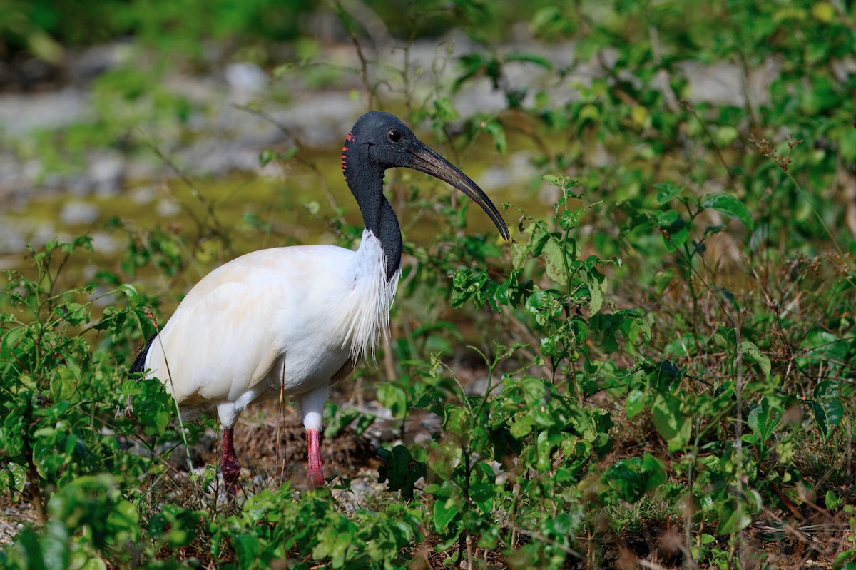 Australian Ibis - ML644463830