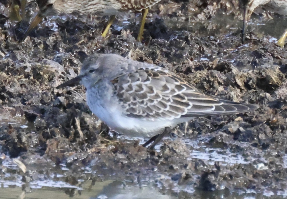 Correlimos Culiblanco - ML644463831