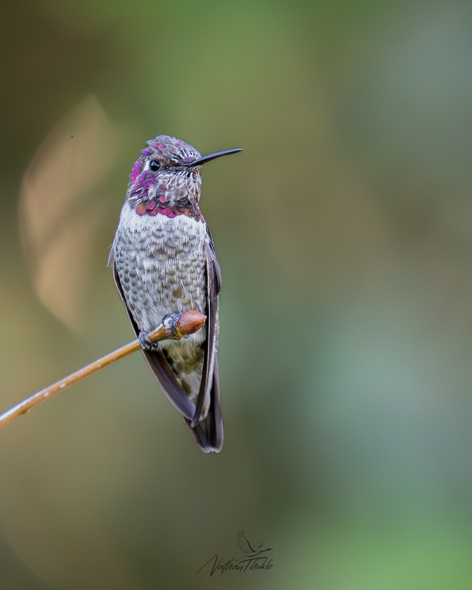 Anna's Hummingbird - ML644463836