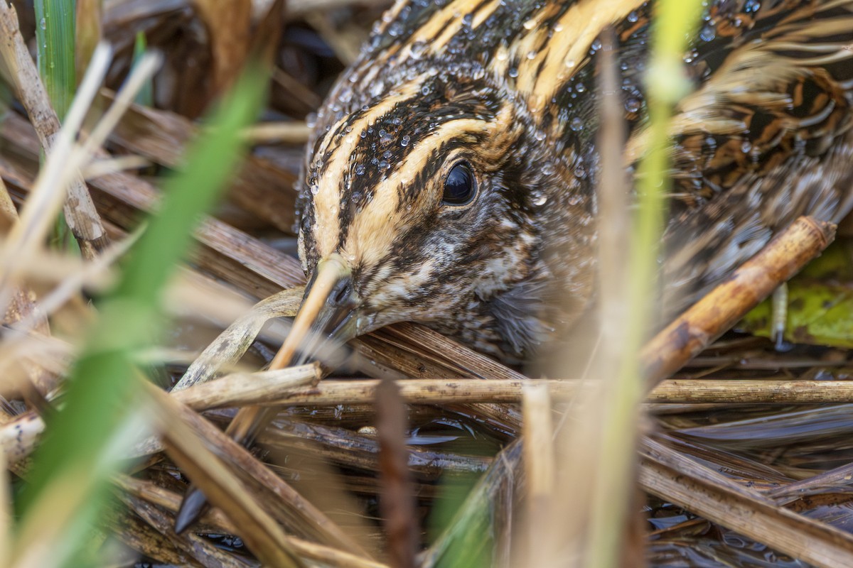 Jack Snipe - ML644463843
