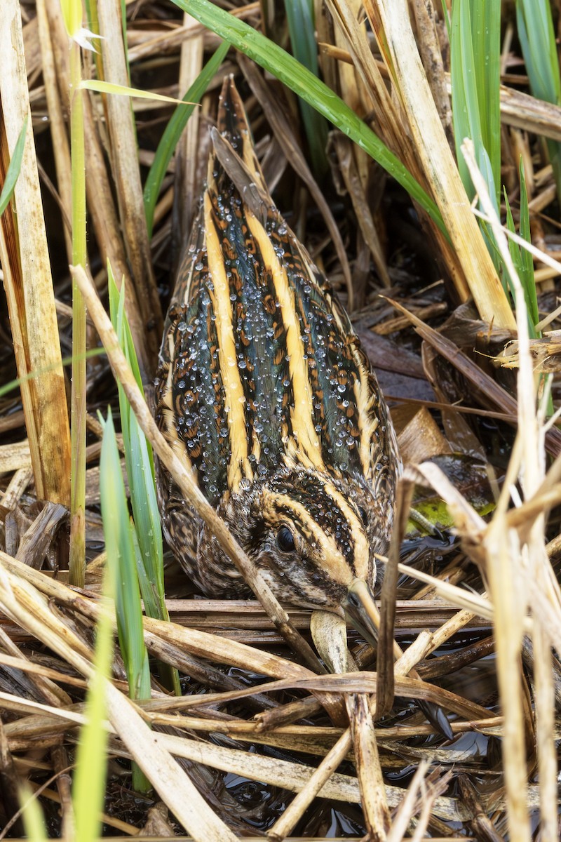 Jack Snipe - ML644463844