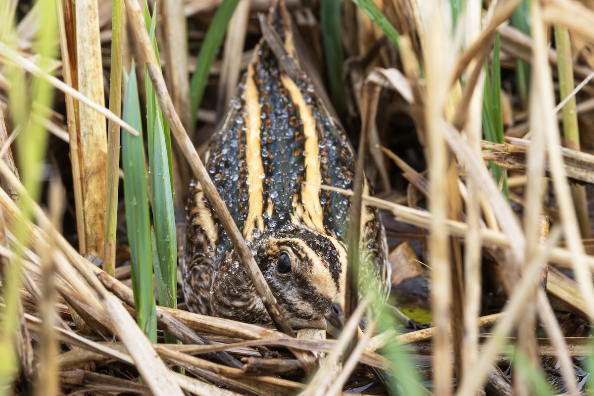 Jack Snipe - ML644463845