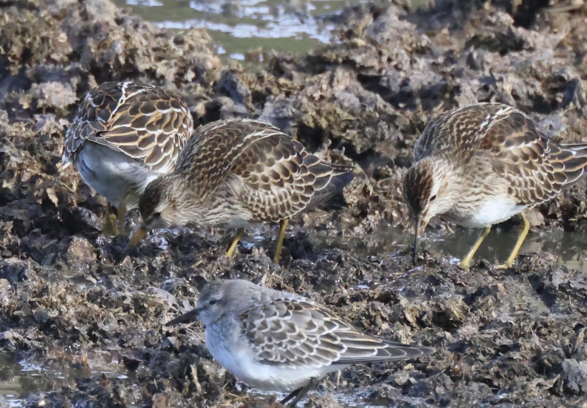 Correlimos Pectoral - ML644463846