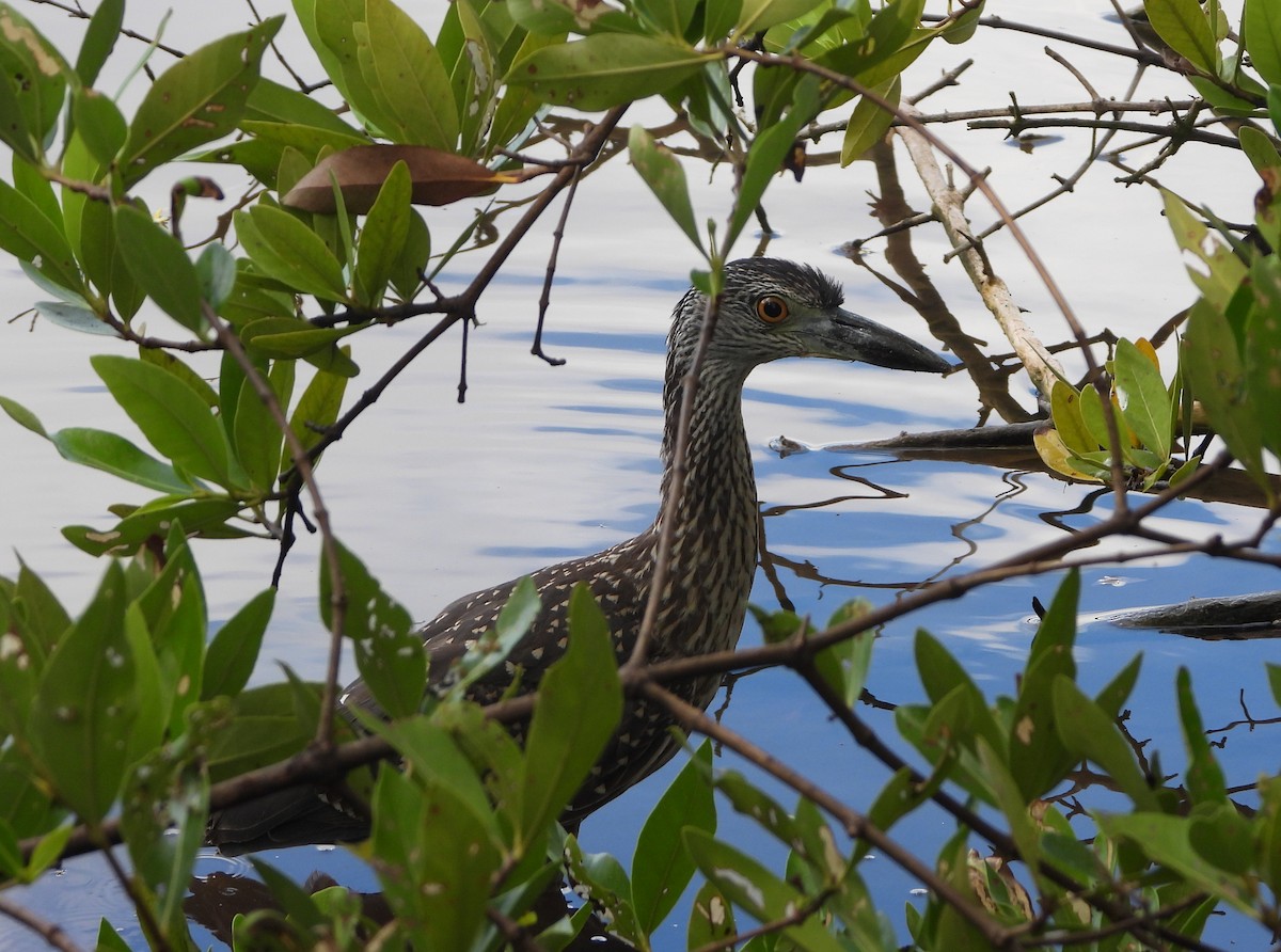 Yellow-crowned Night Heron - ML644463847