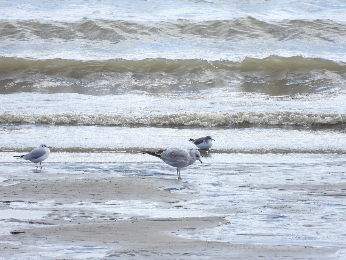 Schwalbenmöwe - ML644463850