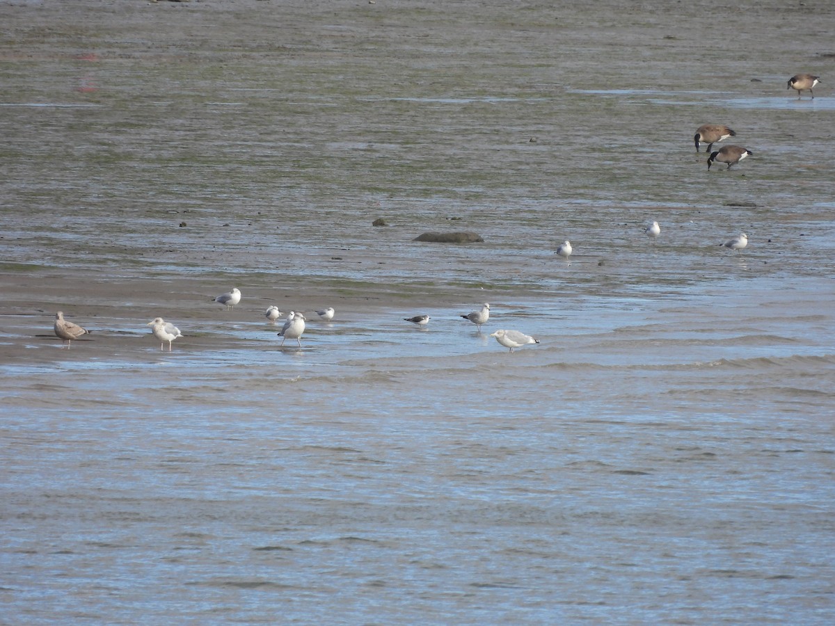 Schwalbenmöwe - ML644463851