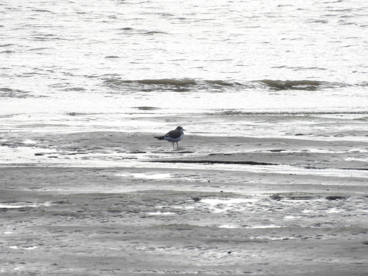 Schwalbenmöwe - ML644463852