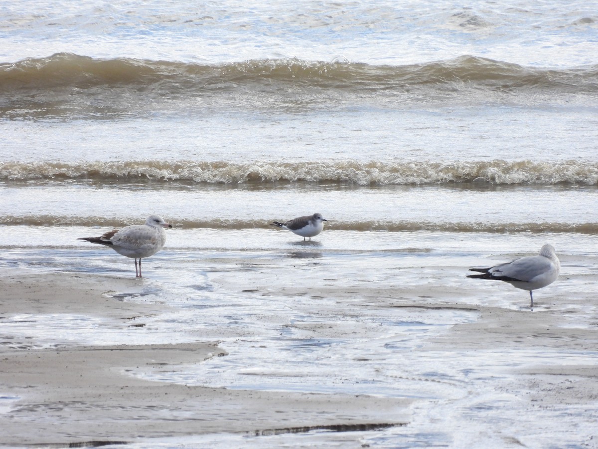 Schwalbenmöwe - ML644463853