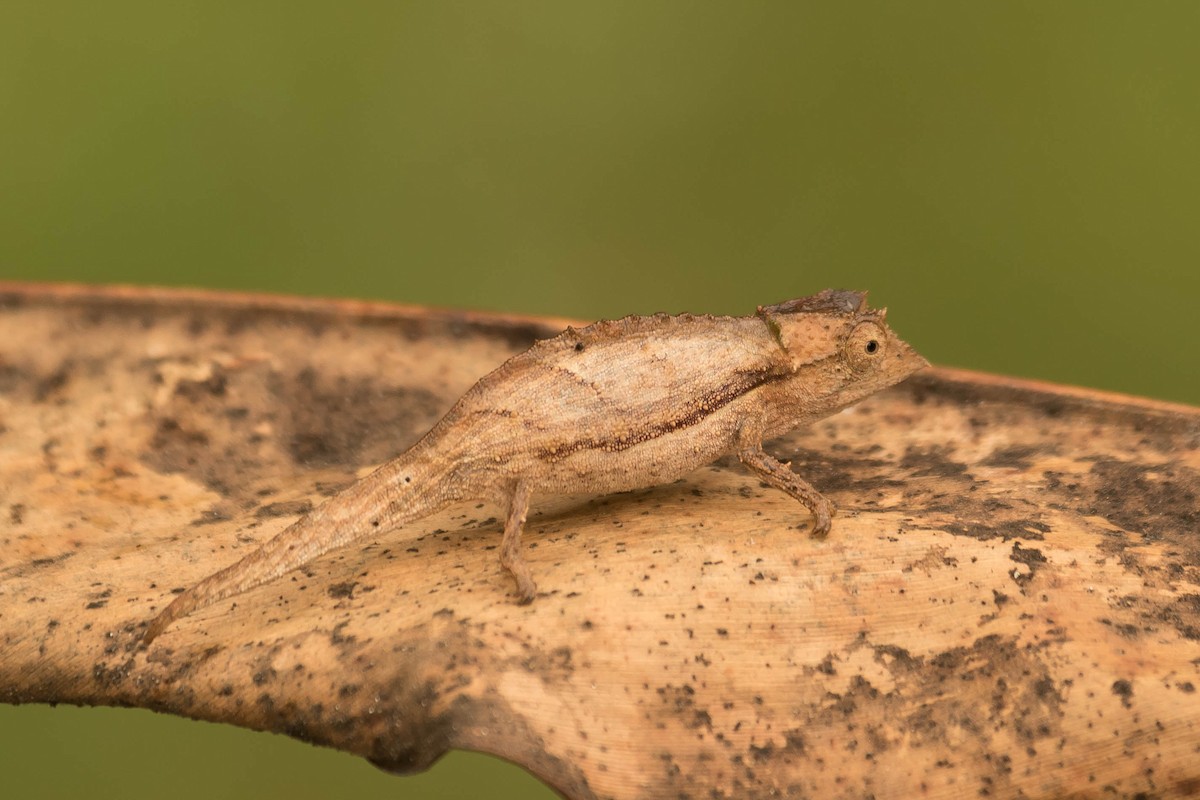 Elongate Leaf Chameleon - ML644463861