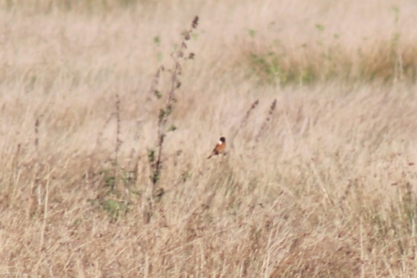 European Stonechat - ML644463863