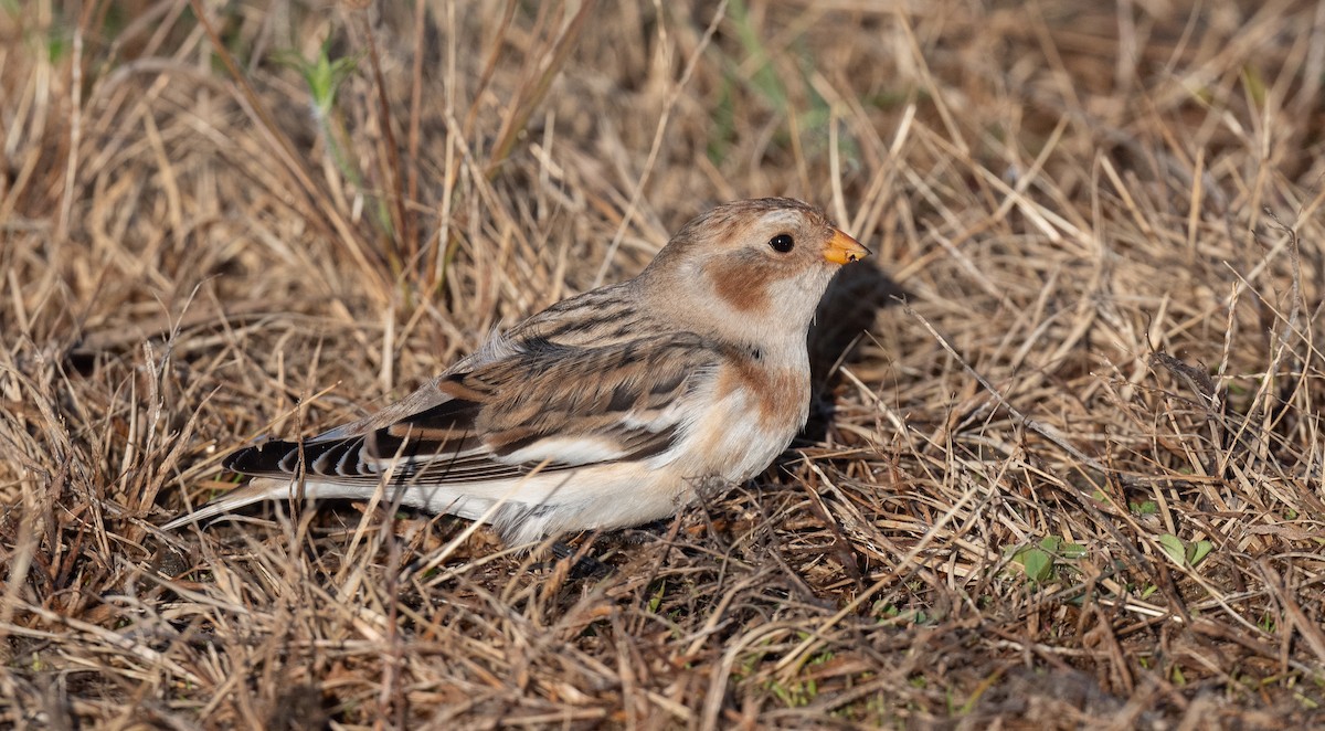 גיבתון שלג - ML644463878