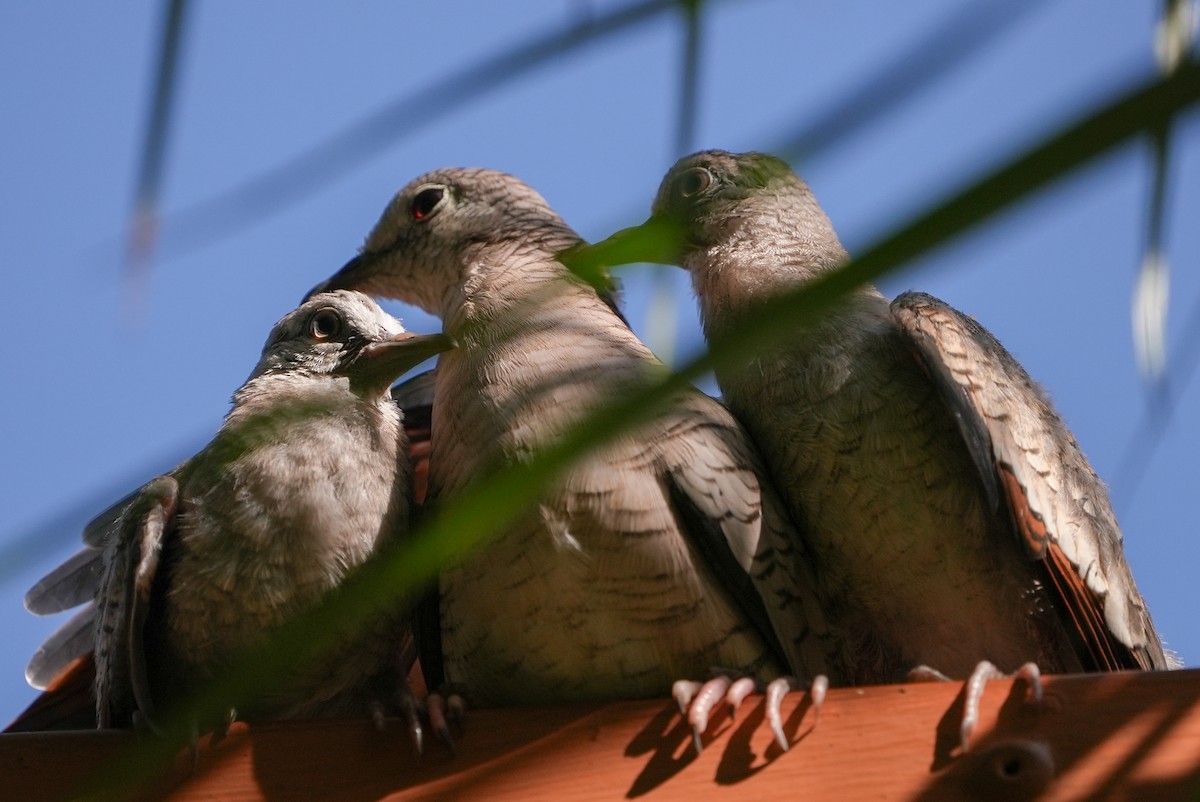 Colombe inca - ML644463879