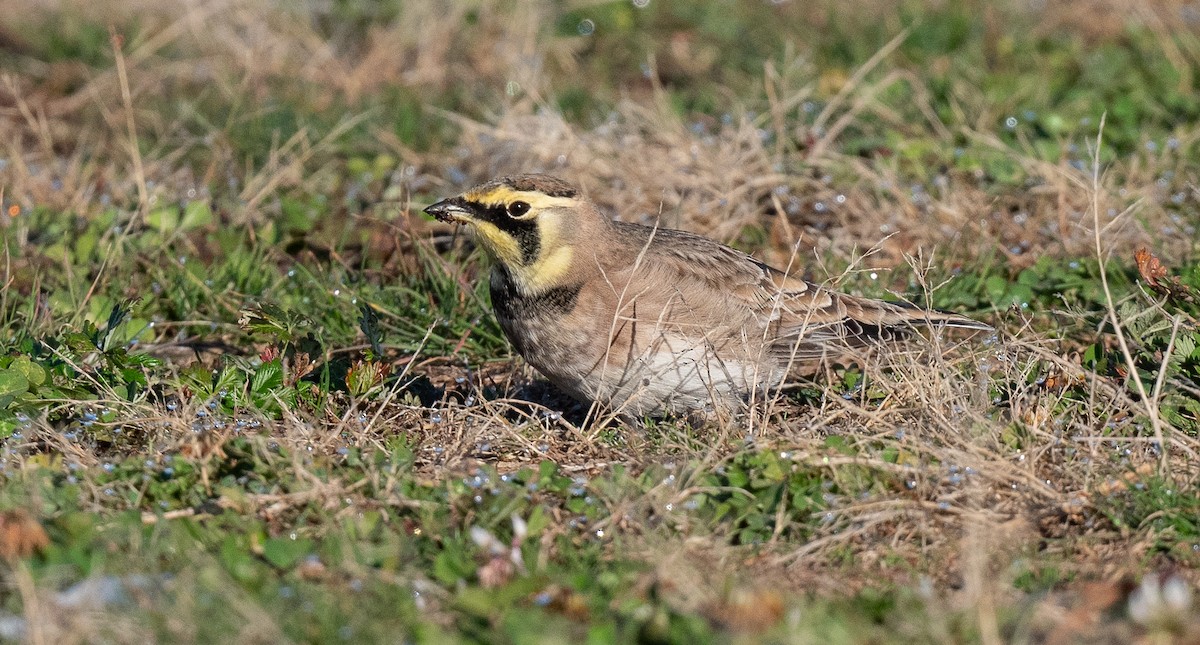 צחיחנית חרמון - ML644463885