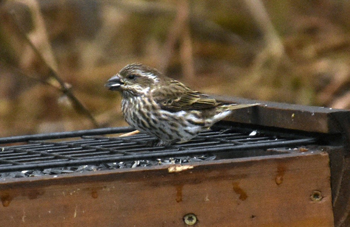 purpurfink - ML644463886