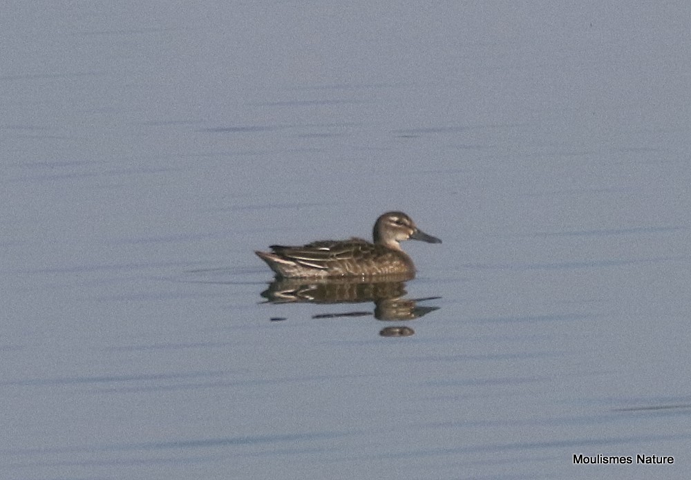 Цагаан хөмсөгт нугас - ML644463889