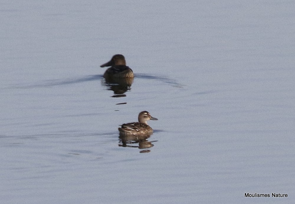 Цагаан хөмсөгт нугас - ML644463890