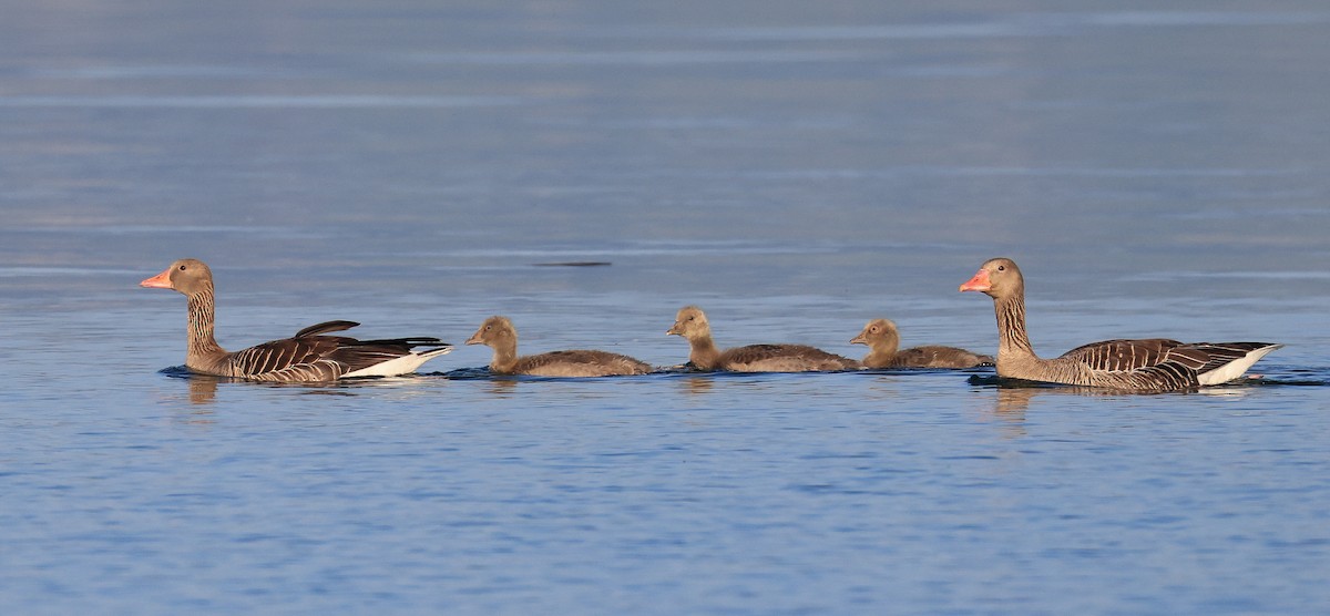 Graylag Goose - ML644463891
