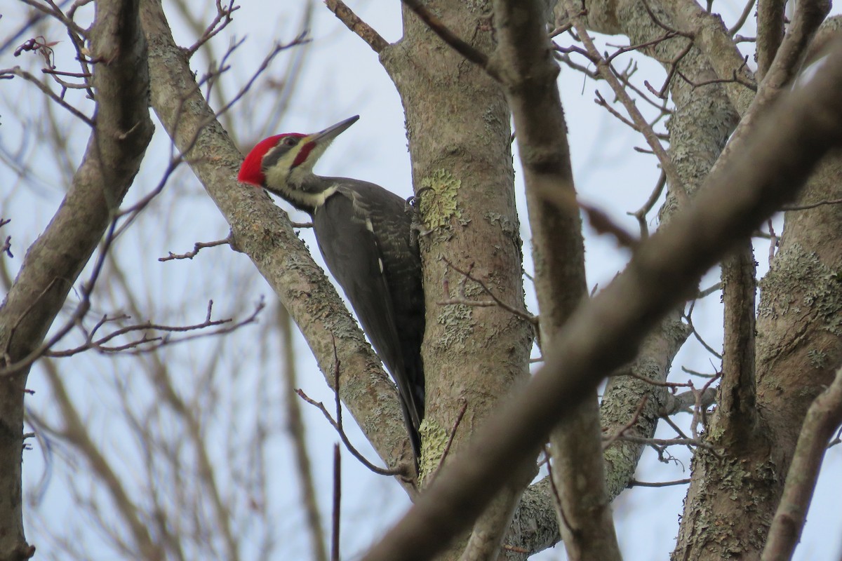 Picamaderos Norteamericano - ML644463901