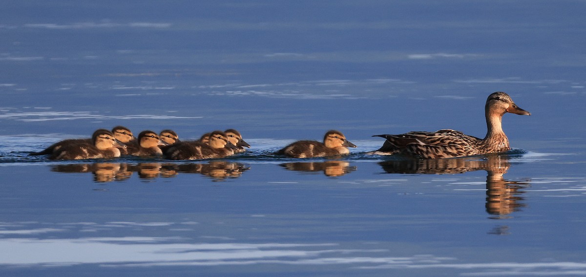 Mallard - ML644463902