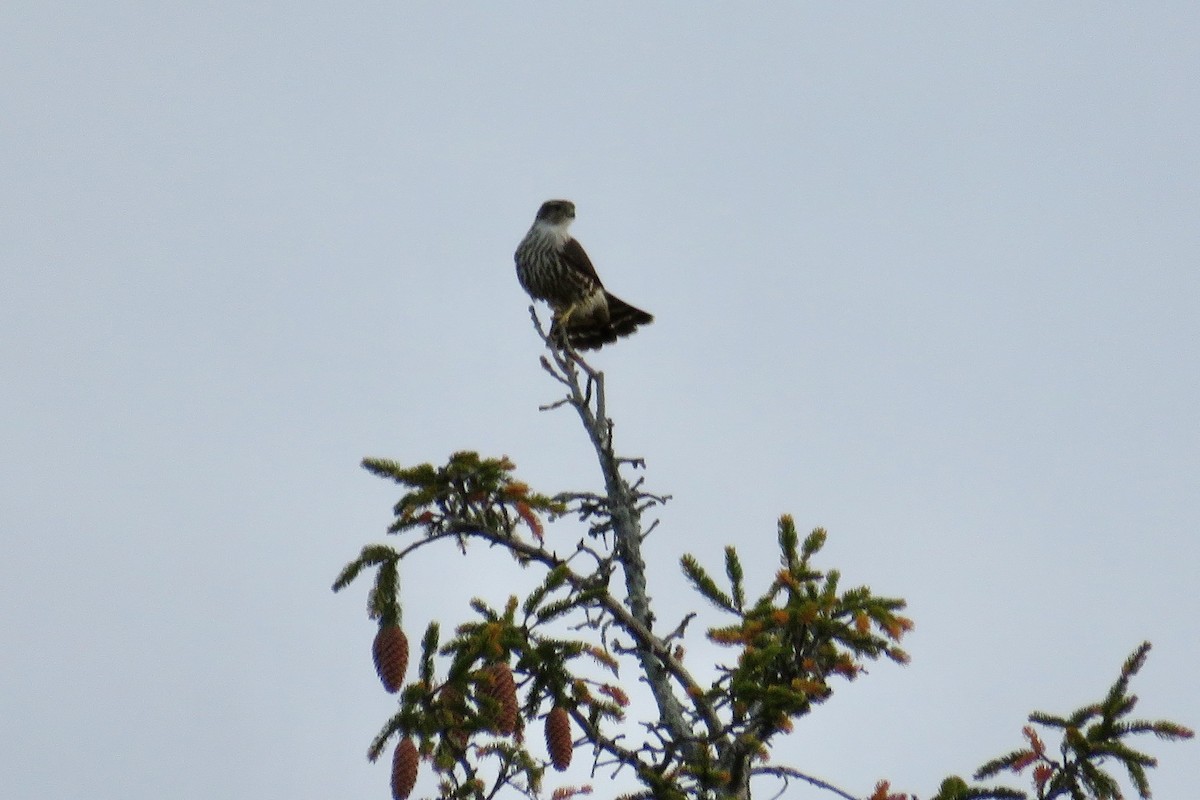 Esmerejón - ML644463907