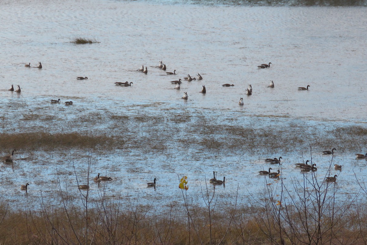 Barnacla Canadiense Grande - ML644463915
