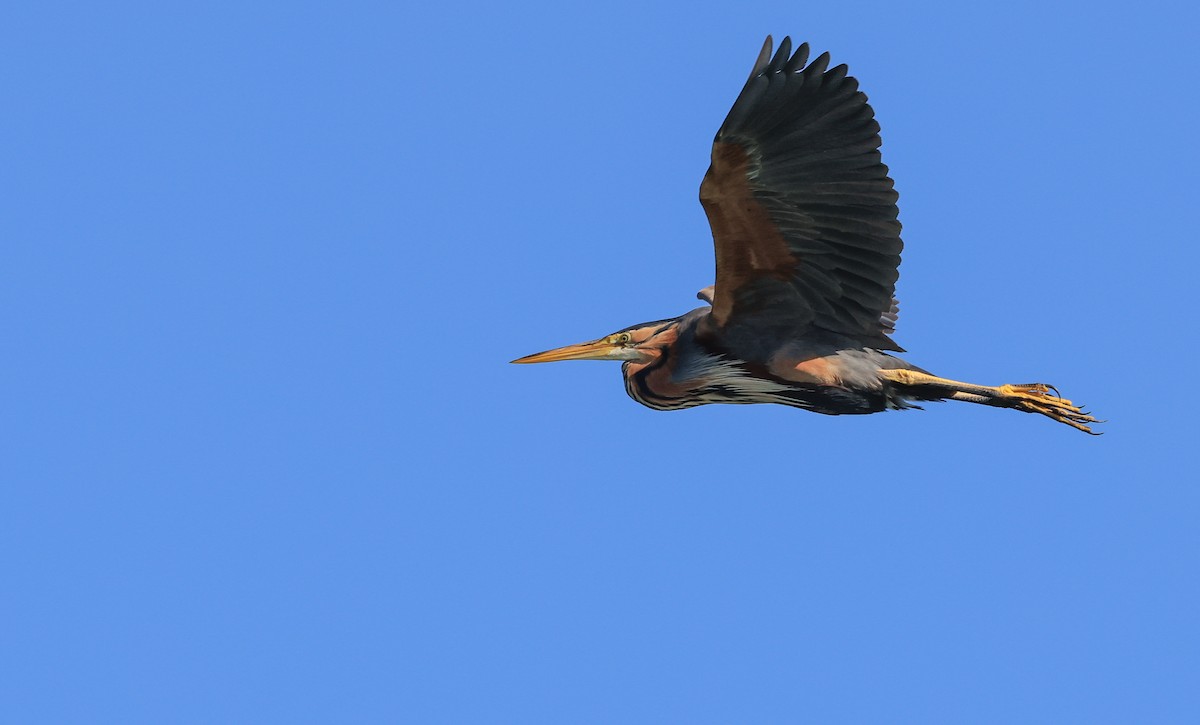 Рыжая цапля - ML644463916