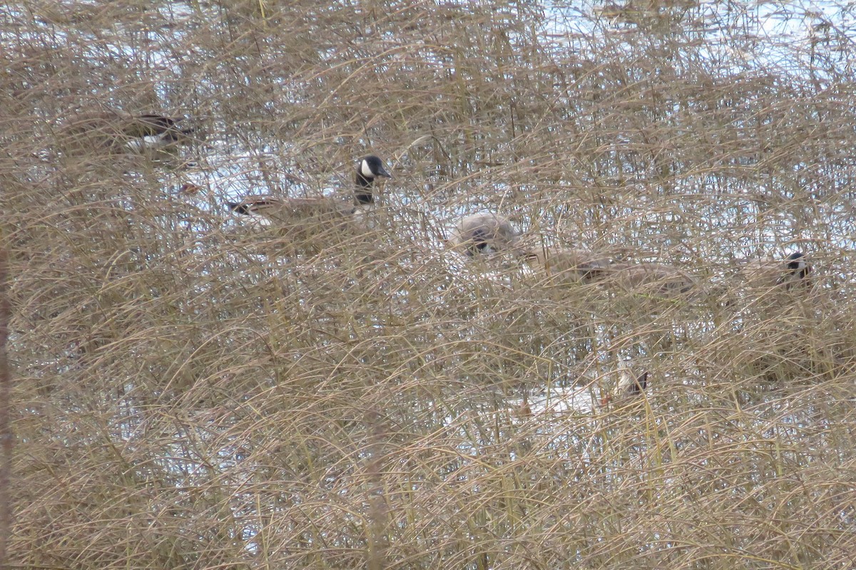 Barnacla Canadiense Grande - ML644463919