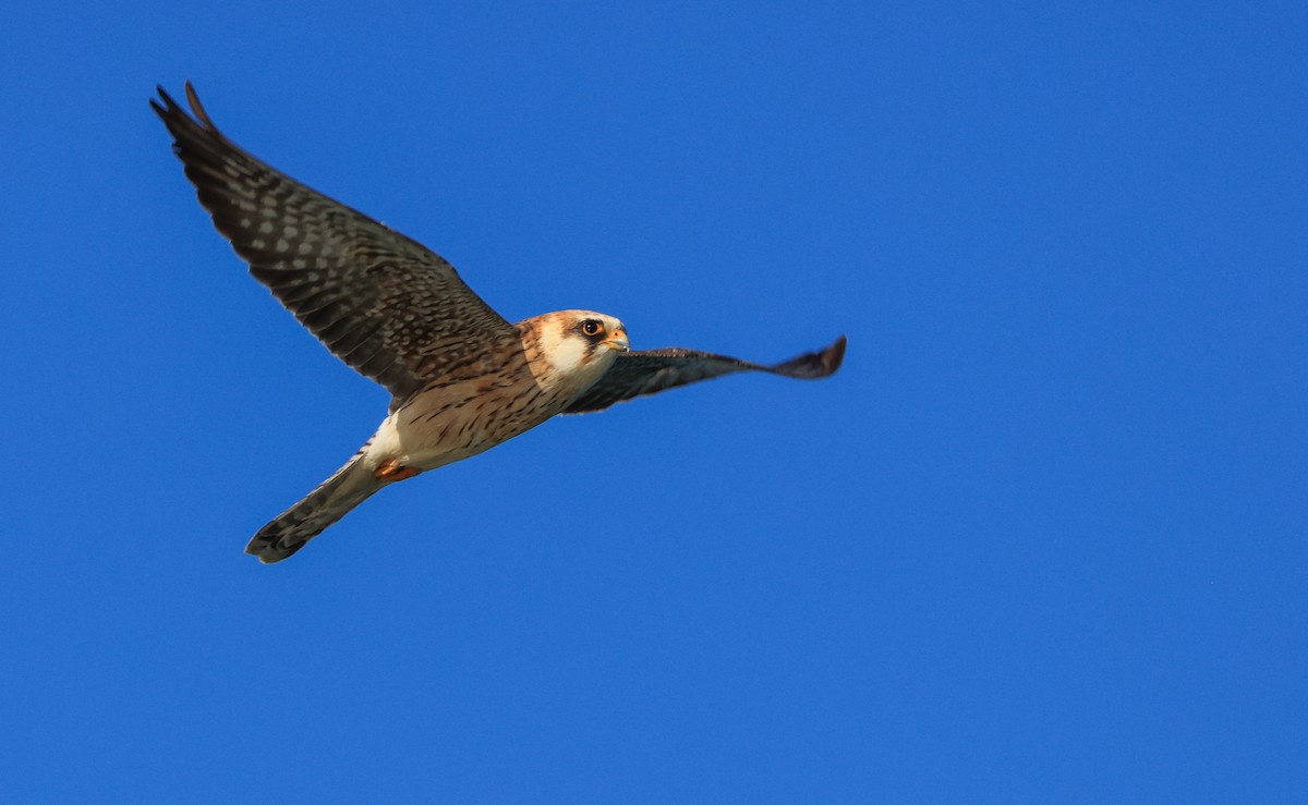 Red-footed Falcon - ML644463920