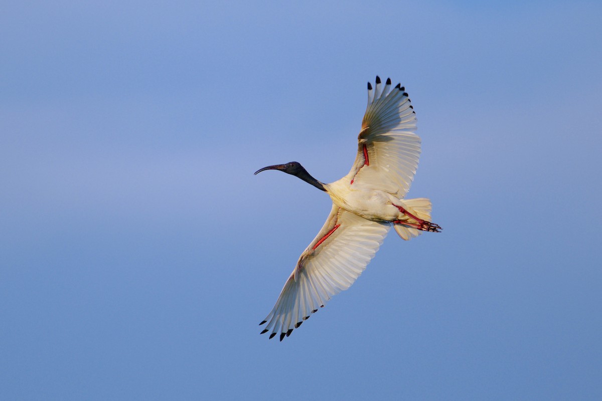 Australian Ibis - ML644463921