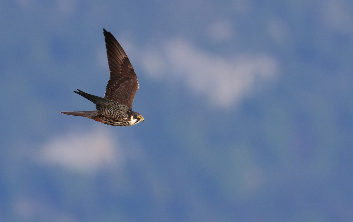 Eurasian Hobby - ML644463922