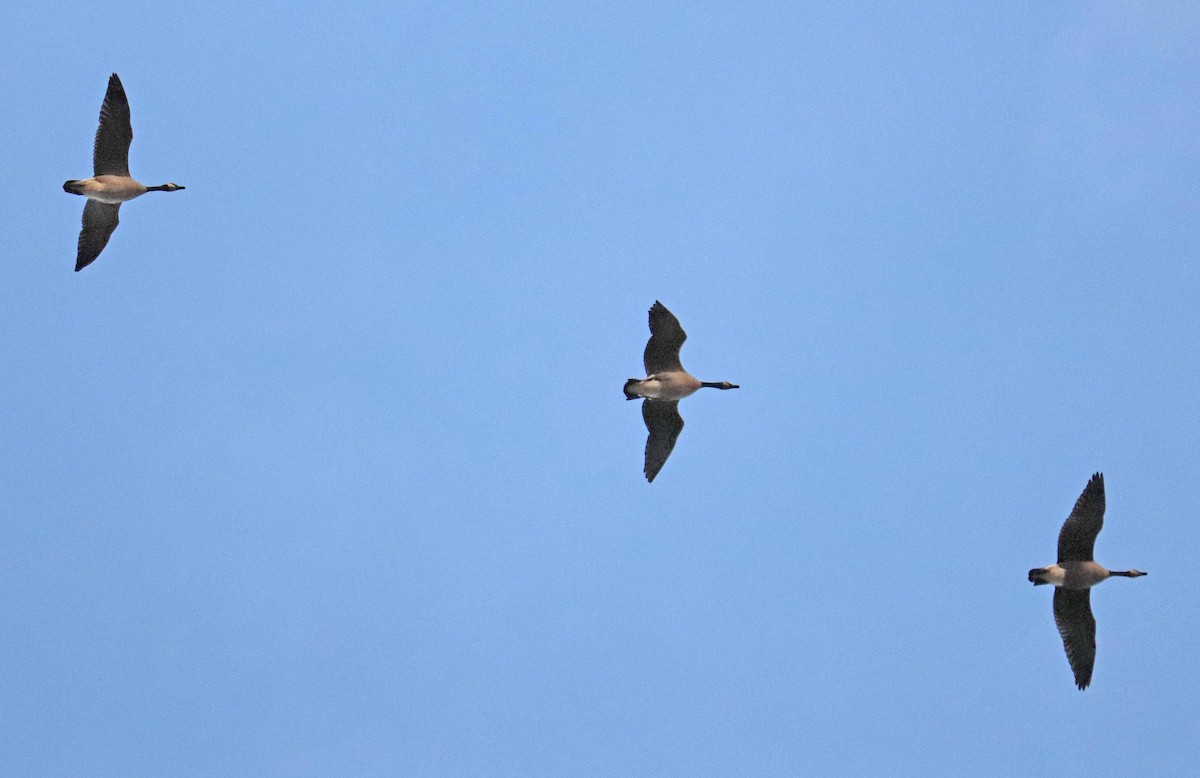 カナダガン - ML644463929