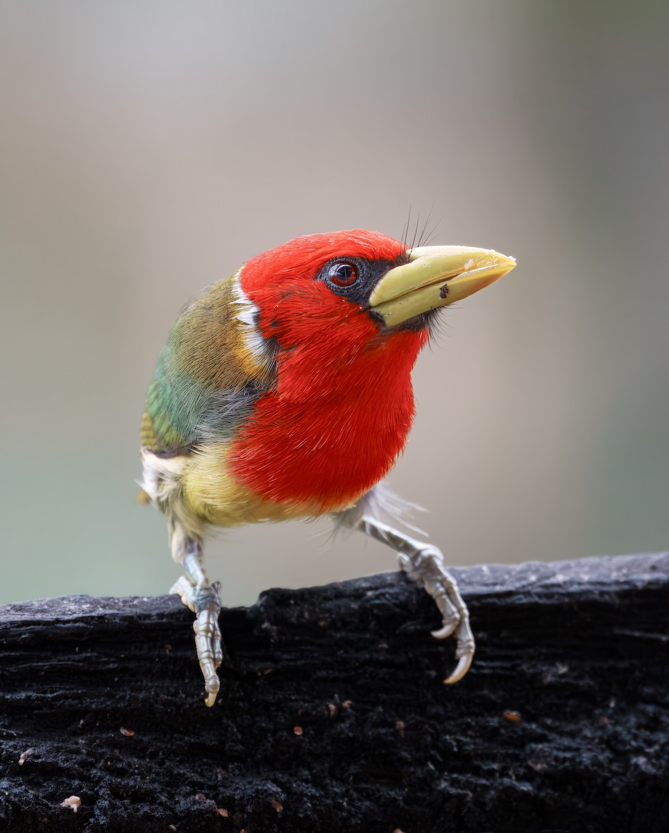 Red-headed Barbet - ML644463937