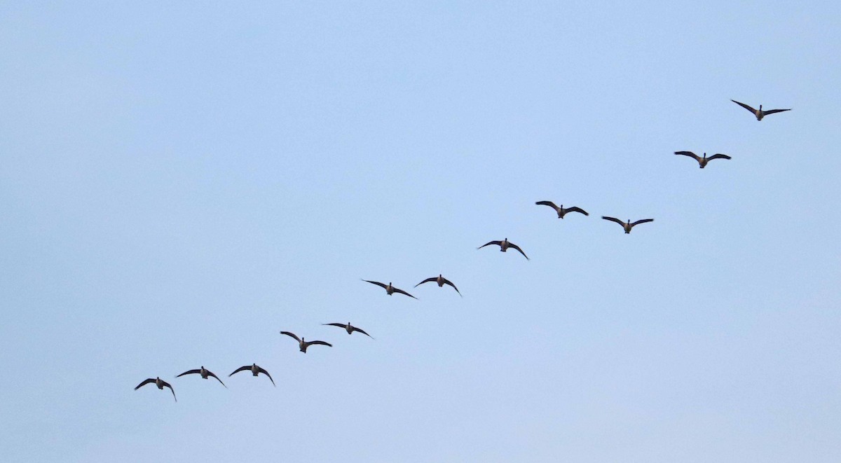 カナダガン - ML644463939