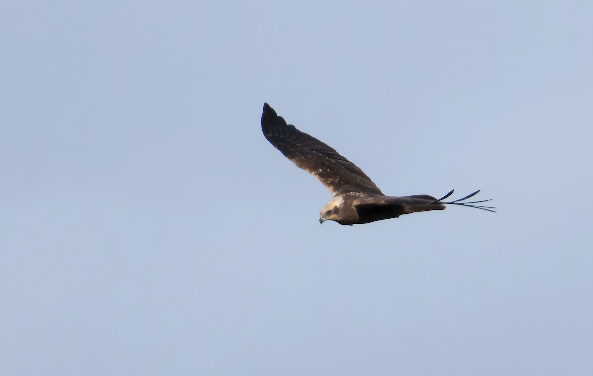 Western Marsh Harrier - ML644463940