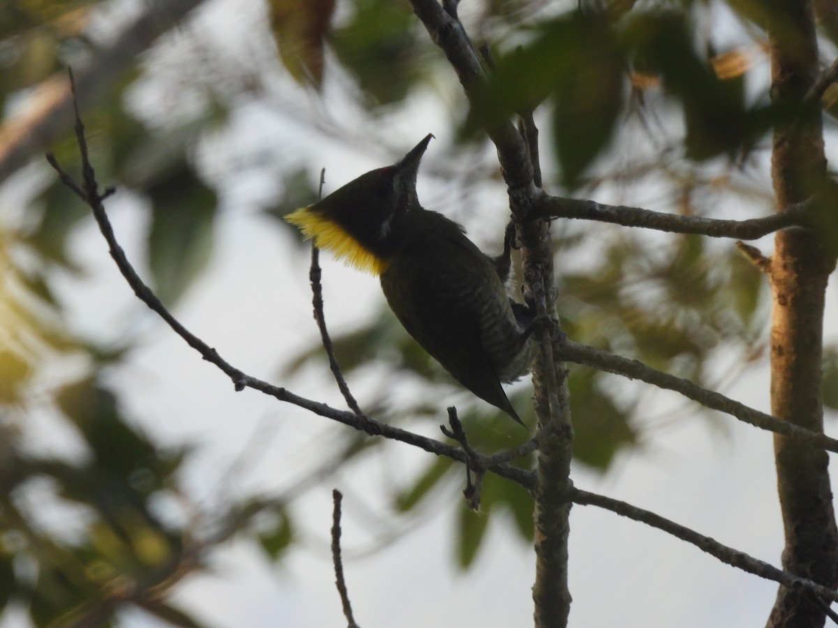 Жовна мала - ML644463945