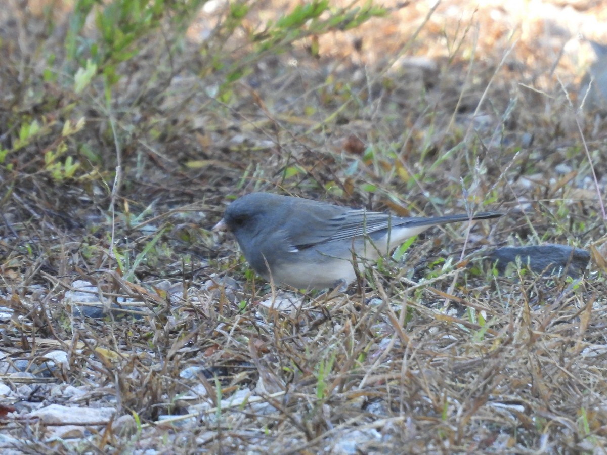 Dark-eyed Junco - ML644463958