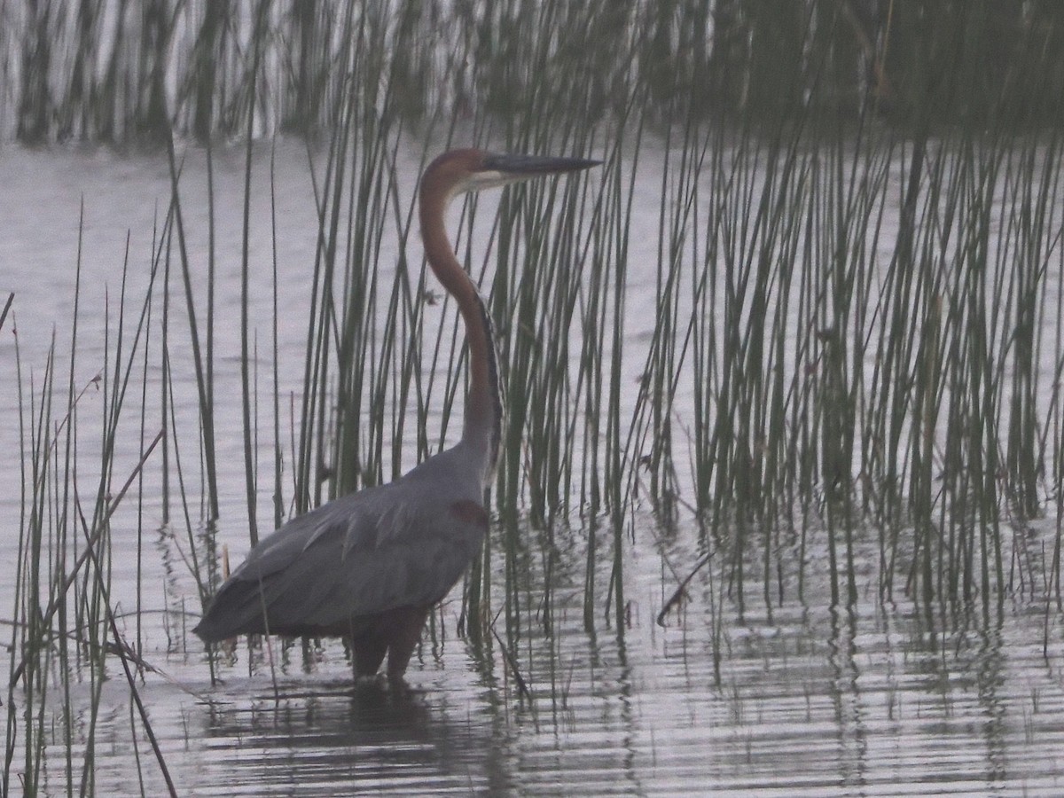 goliathegre - ML644463960