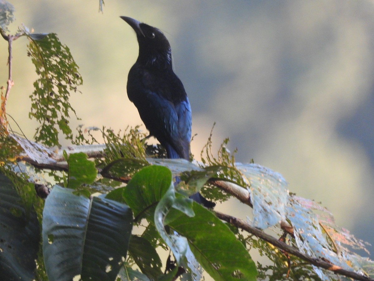 Hair-crested Drongo - ML644463962