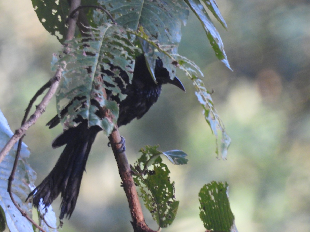 Hair-crested Drongo - ML644463963