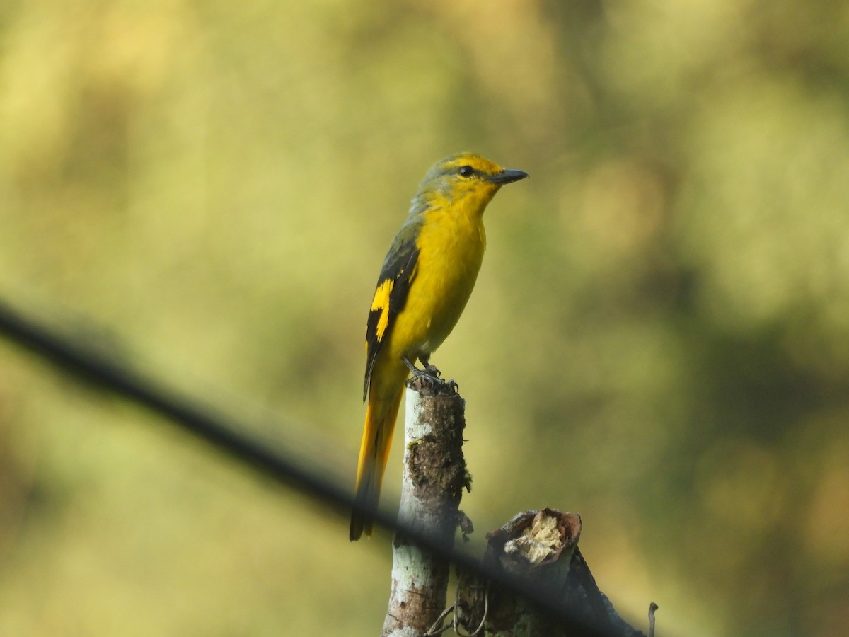 Scarlet Minivet - ML644463970