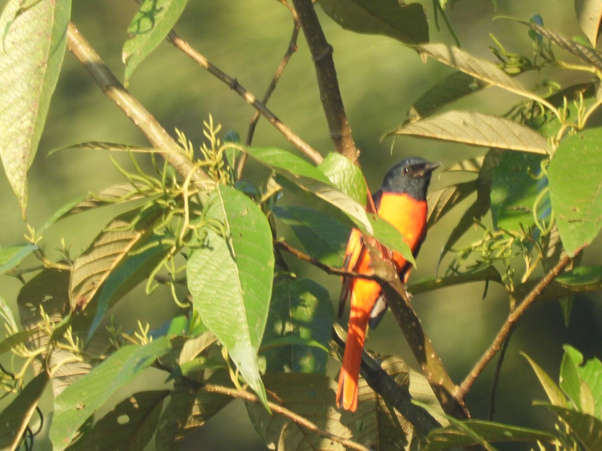 Scarlet Minivet - ML644463971