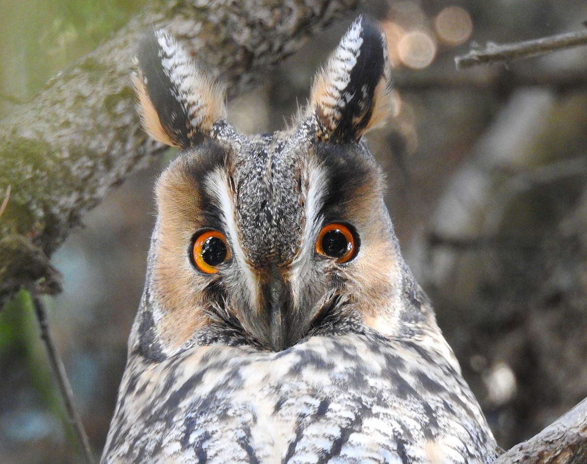 kalous ušatý - ML644463972