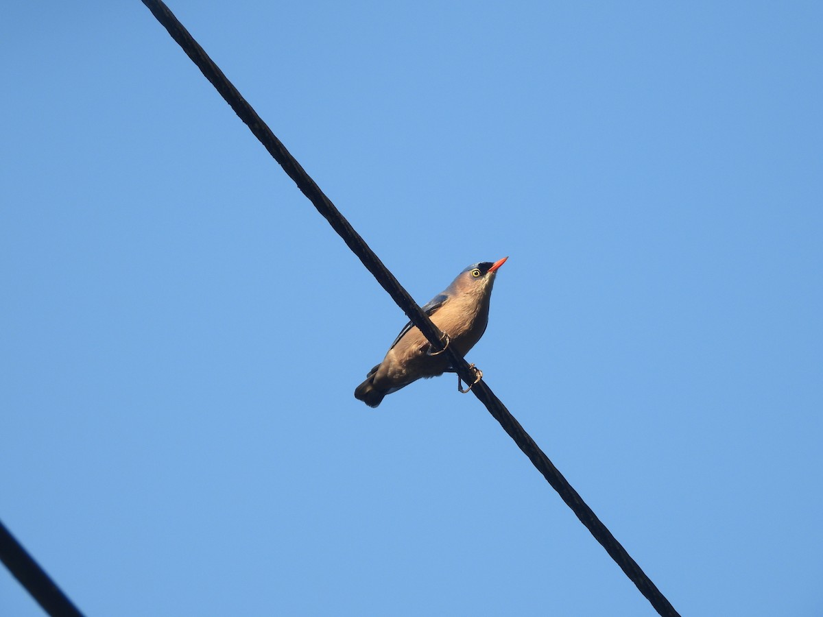 Velvet-fronted Nuthatch - ML644463985