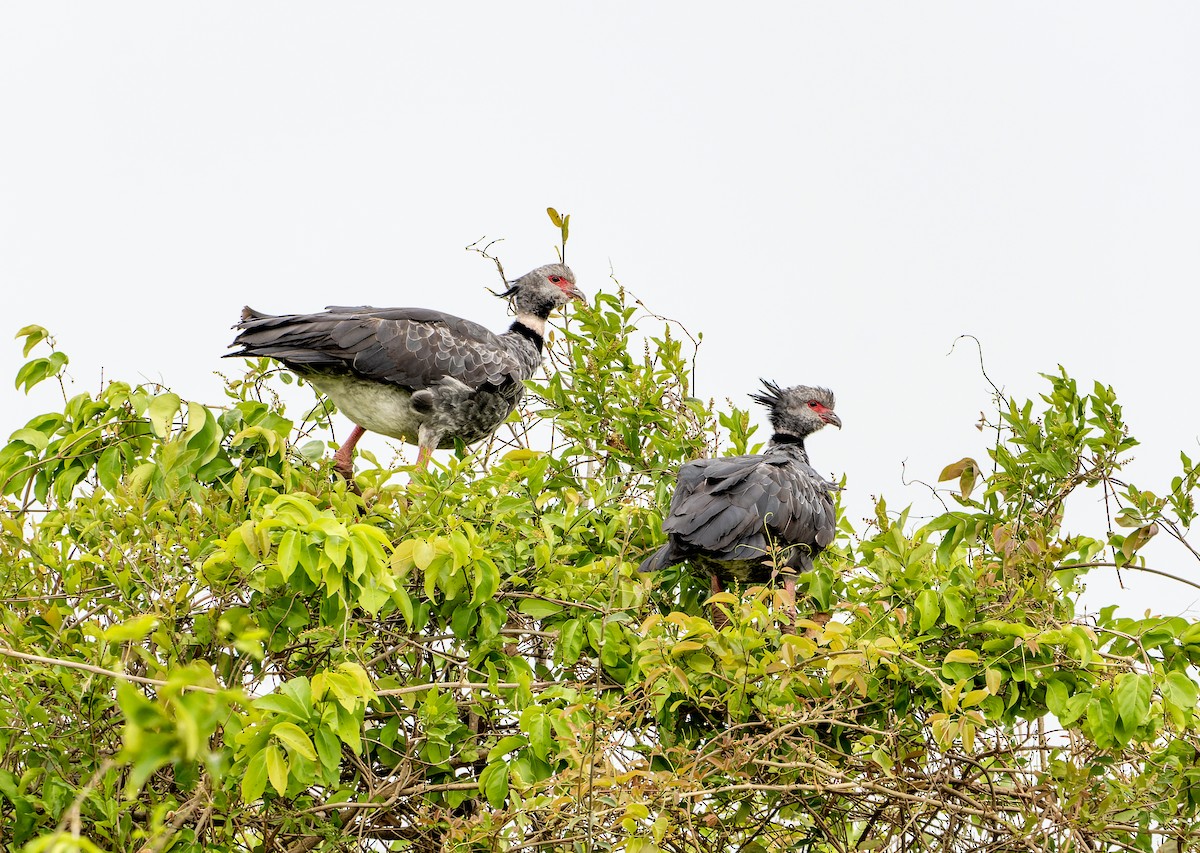 Southern Screamer - ML644463986