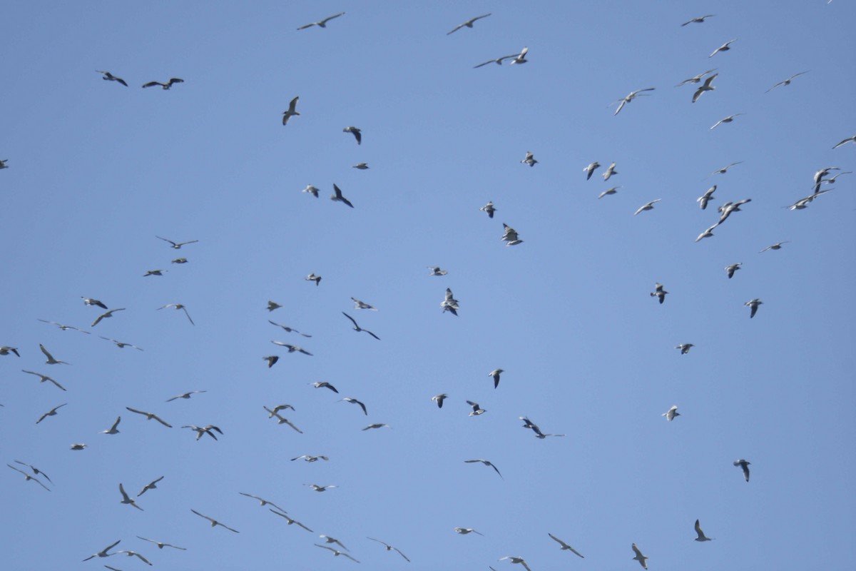 弗氏鷗 - ML644463988