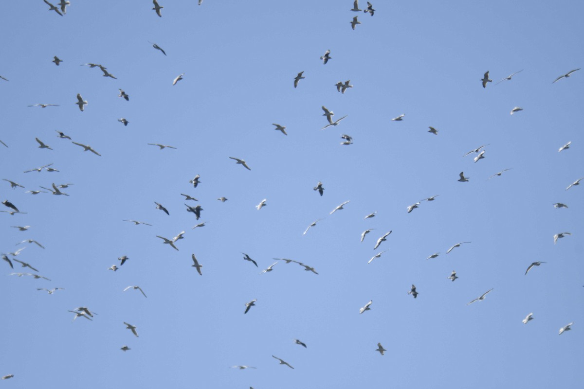 弗氏鷗 - ML644463989