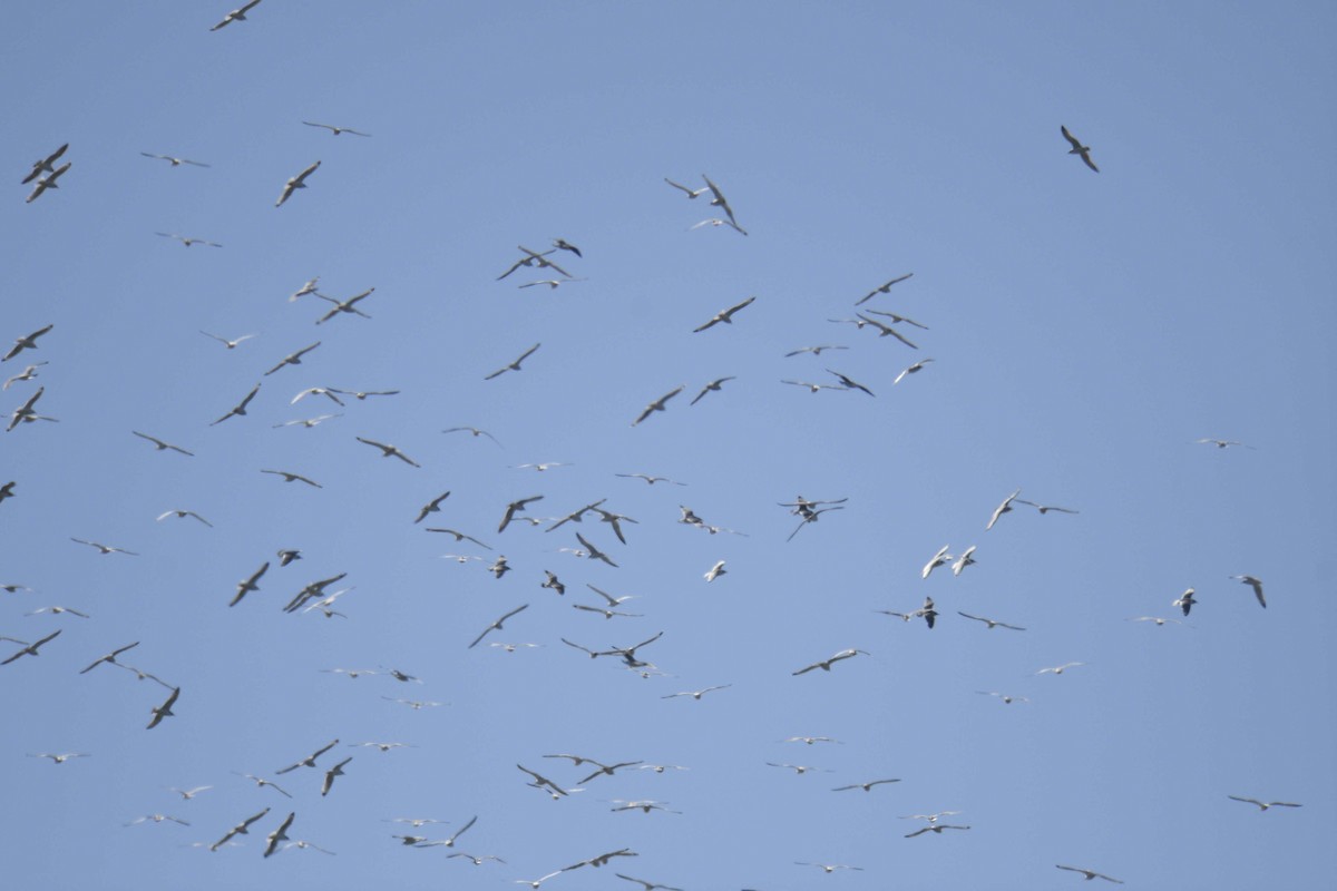 弗氏鷗 - ML644463990